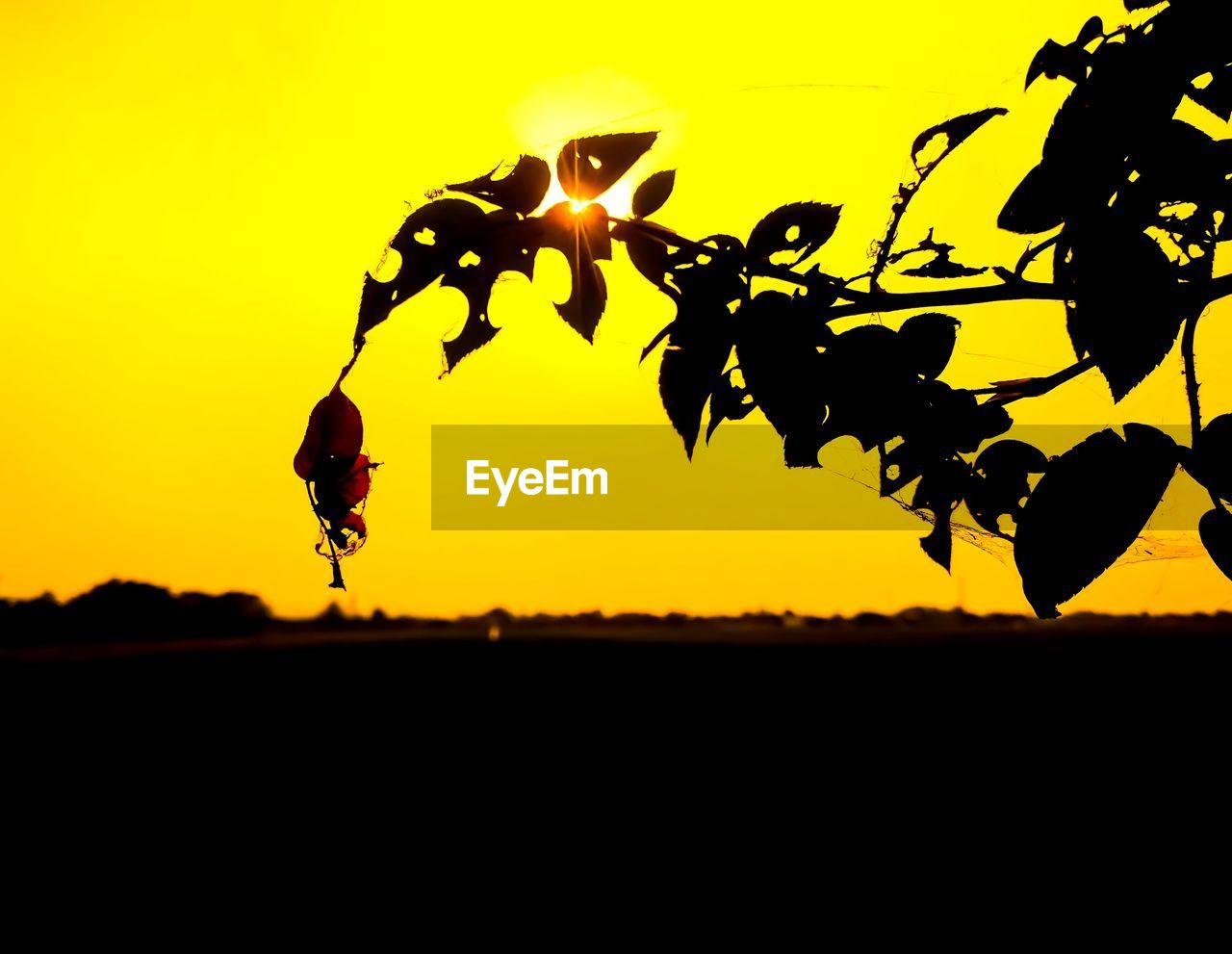 CLOSE-UP OF SILHOUETTE PLANT DURING SUNSET