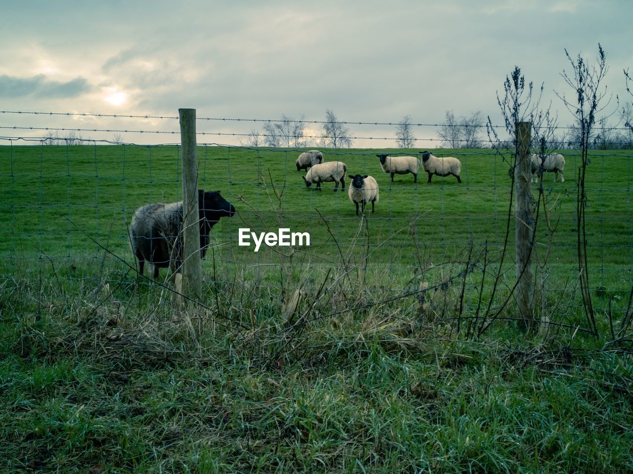 Sheep in a field