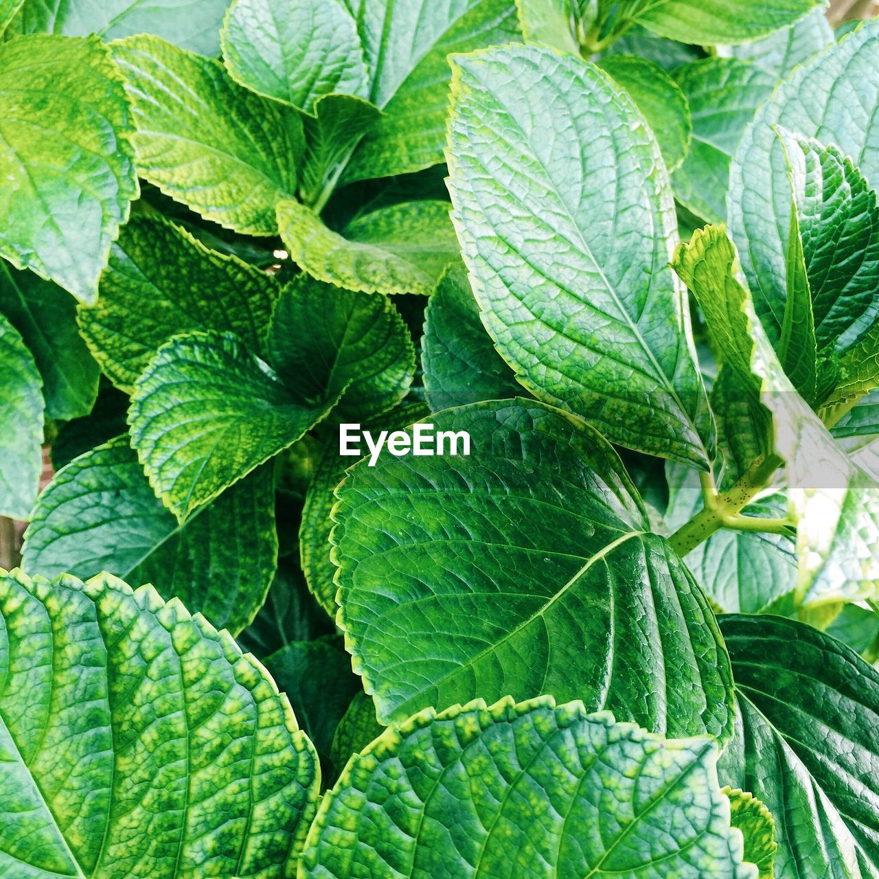 Full frame shot of plant leaves