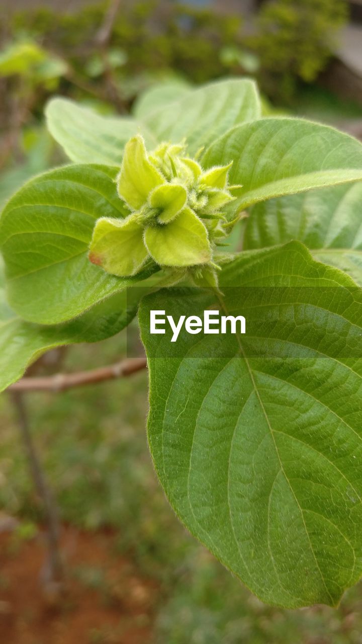 CLOSE-UP OF GREEN PLANT