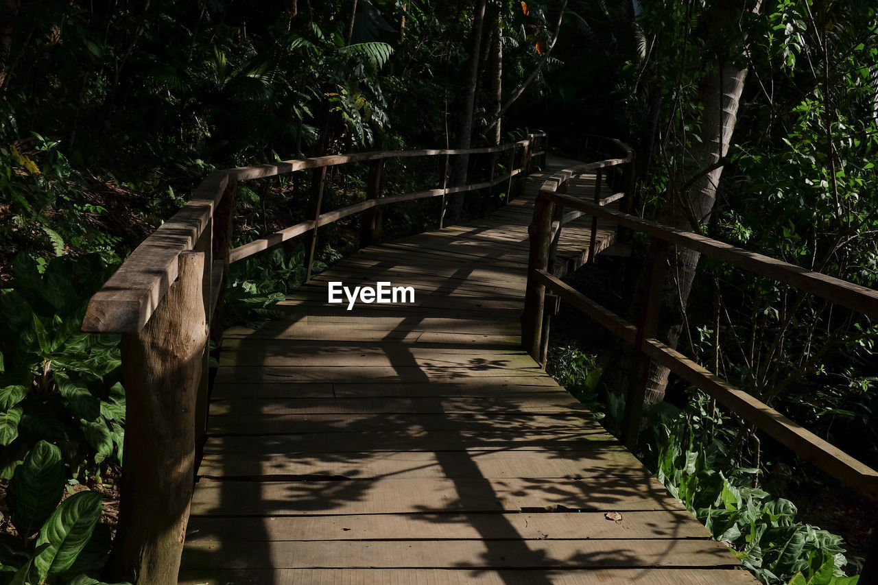 Boardwalk in forest