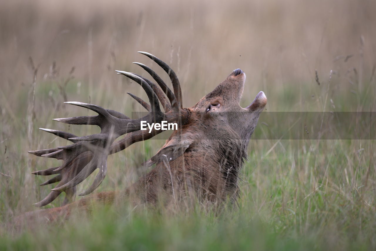animal themes, animal, animal wildlife, wildlife, prairie, mammal, grass, plant, bird, nature, no people, group of animals, outdoors, animal body part, selective focus, grassland, day
