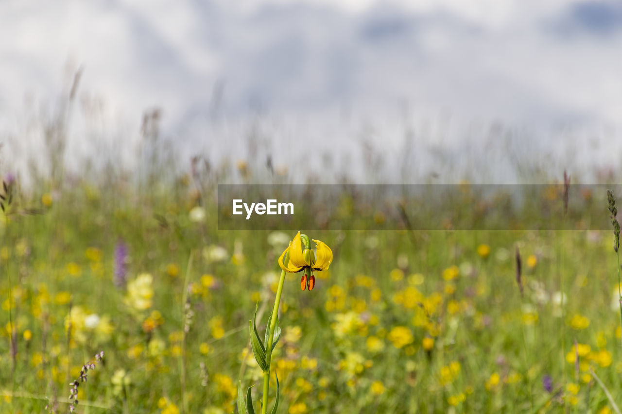 Close-up of yellow flower on field