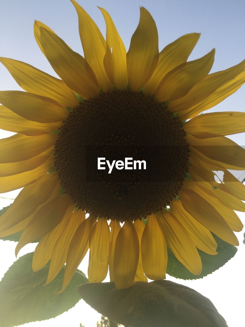 CLOSE-UP OF SUNFLOWER AGAINST SKY