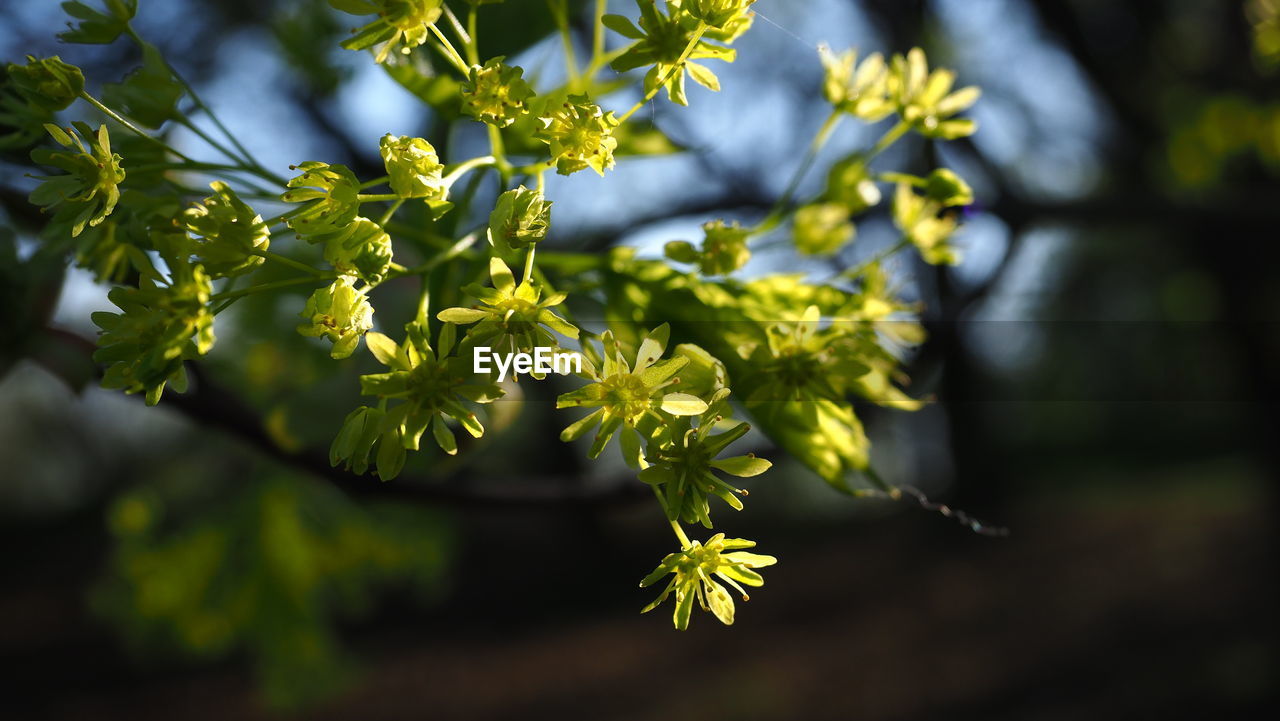 plant, green, tree, yellow, sunlight, nature, branch, leaf, plant part, food and drink, growth, beauty in nature, food, flower, blossom, no people, freshness, fruit, outdoors, healthy eating, close-up, environment, focus on foreground, day, flowering plant, travel, landscape, land, macro photography, autumn, summer, sky, produce, shrub, agriculture, tourism, social issues, travel destinations