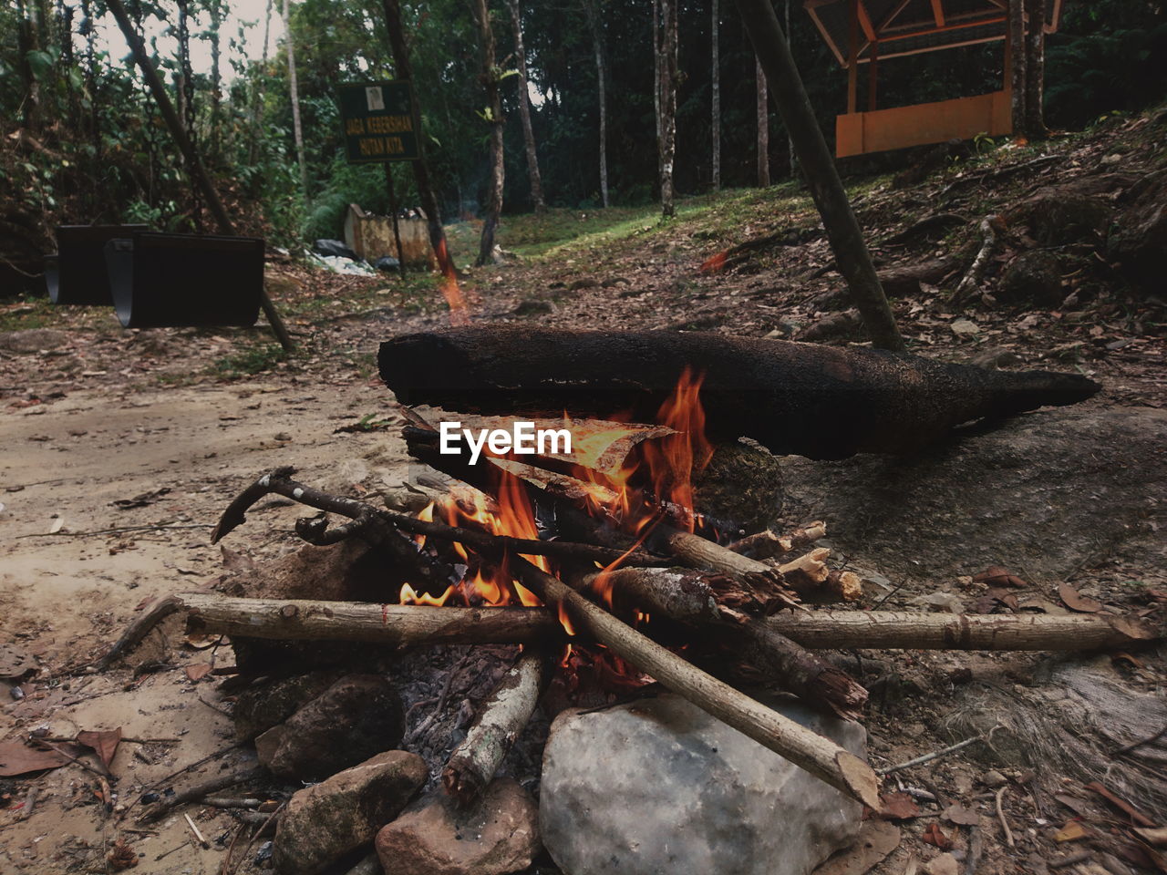 CLOSE-UP OF LOGS ON TREE IN FOREST