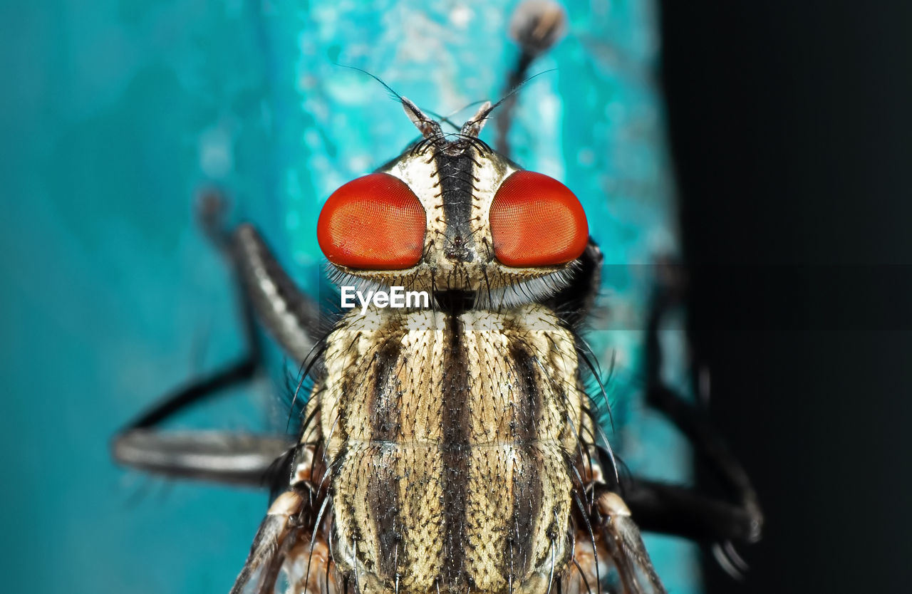 CLOSE-UP OF GRASSHOPPER