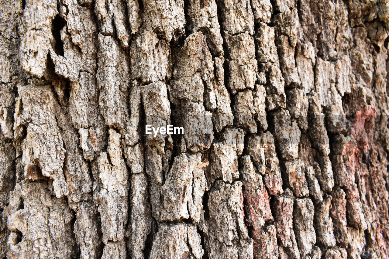 CLOSE-UP OF TREE BARK