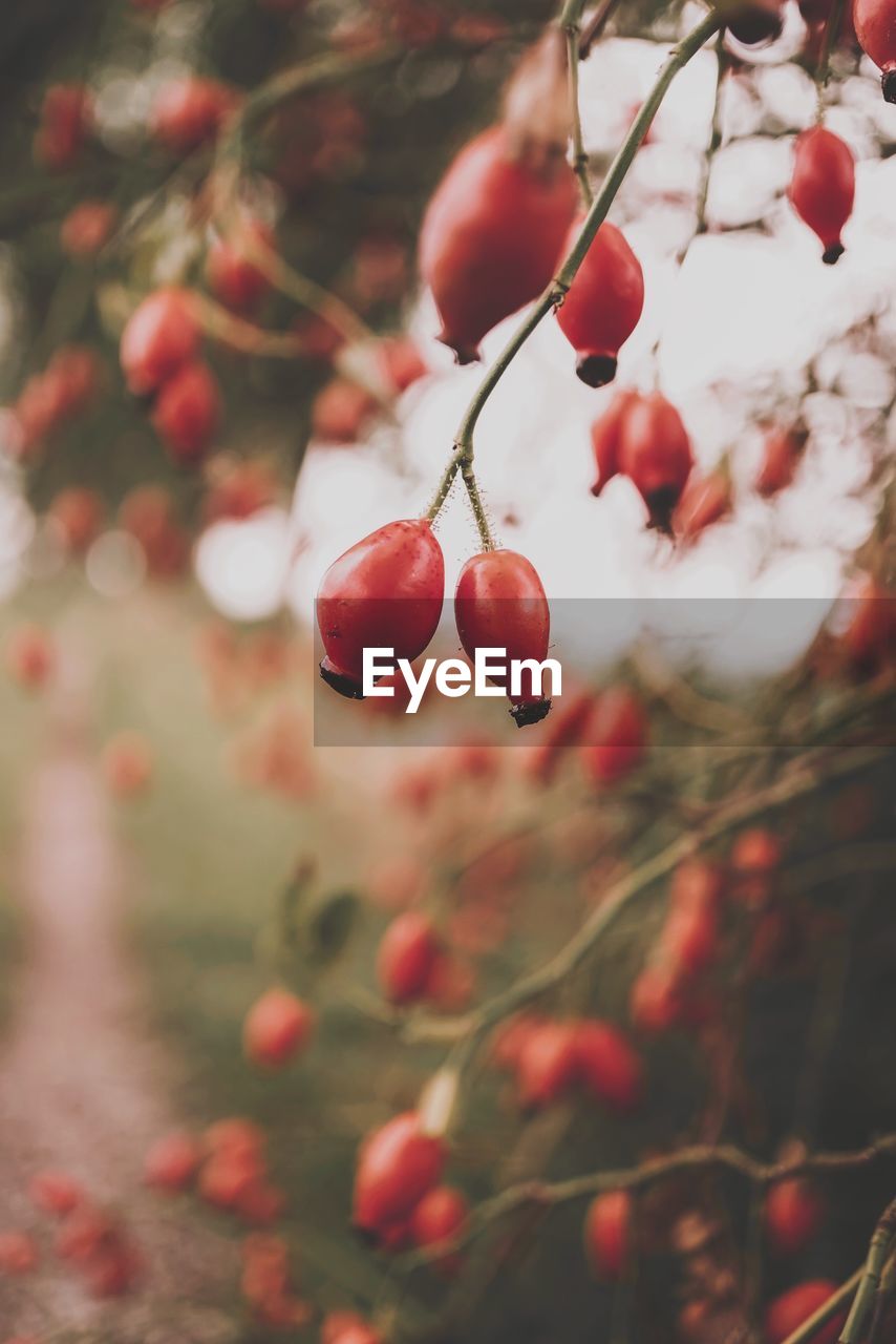 low angle view of red berries growing on tree