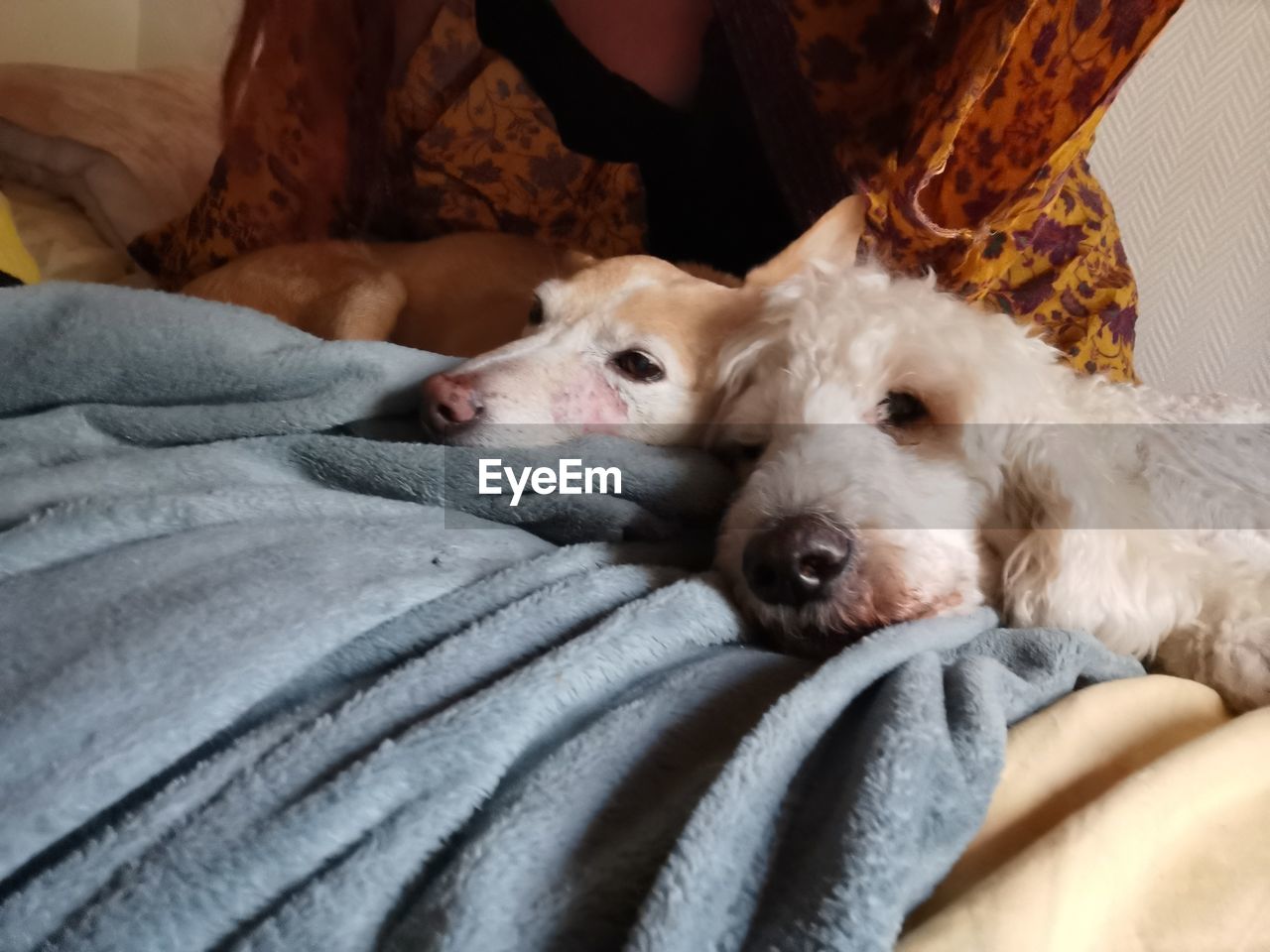 DOG LYING DOWN ON BED