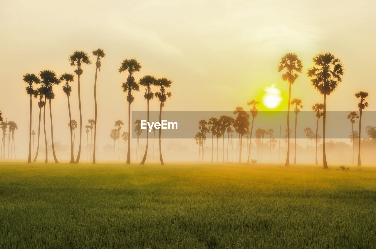 SCENIC VIEW OF PALM TREES ON FIELD AGAINST SKY