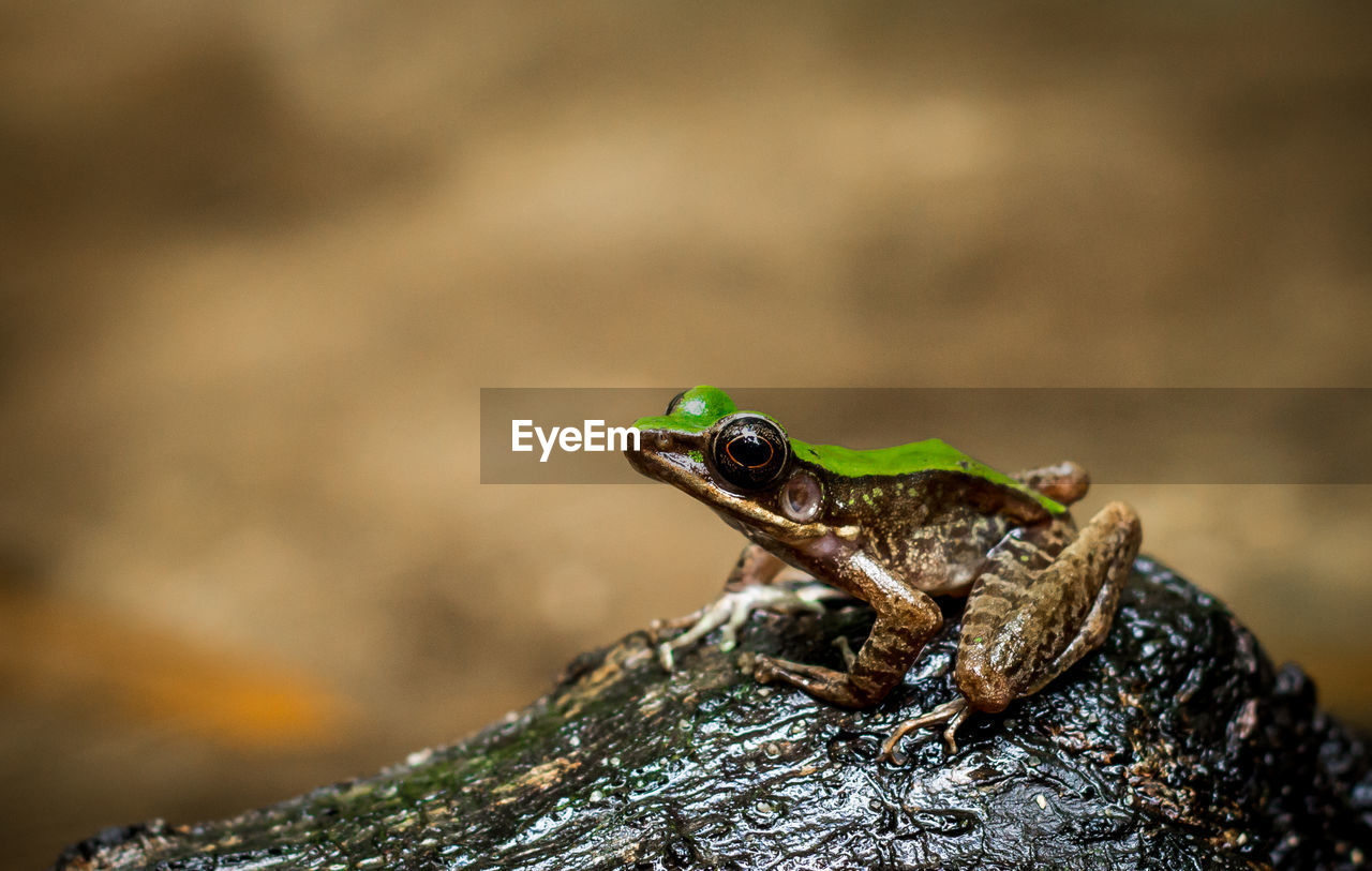 Close-up of frog