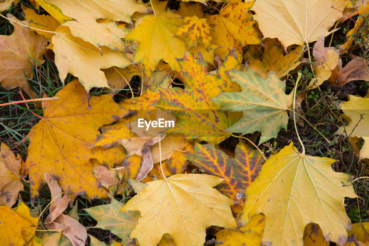 CLOSE-UP OF LEAVES ON BRANCH