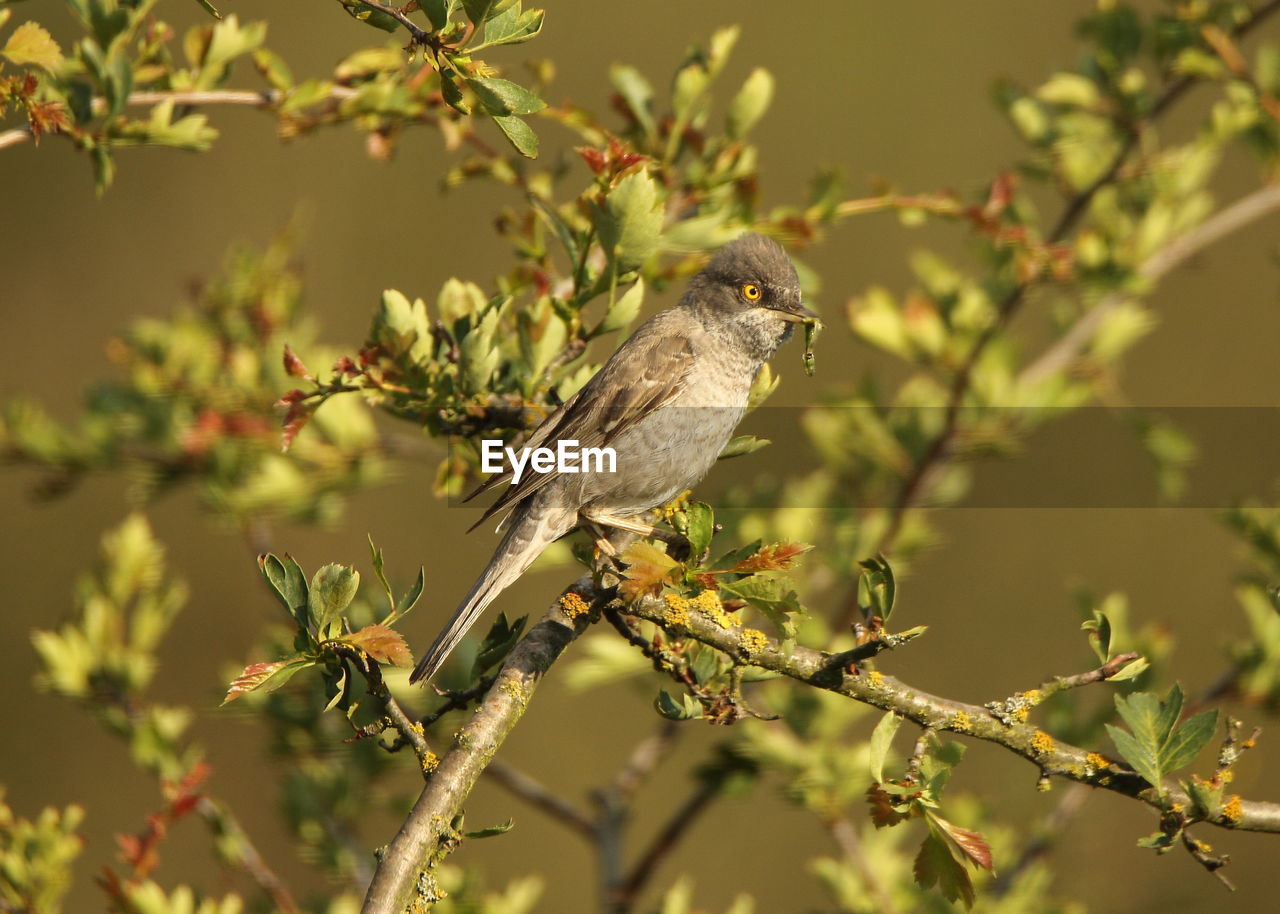 CLOSE-UP OF A BIRD PERCHING ON BRANCH