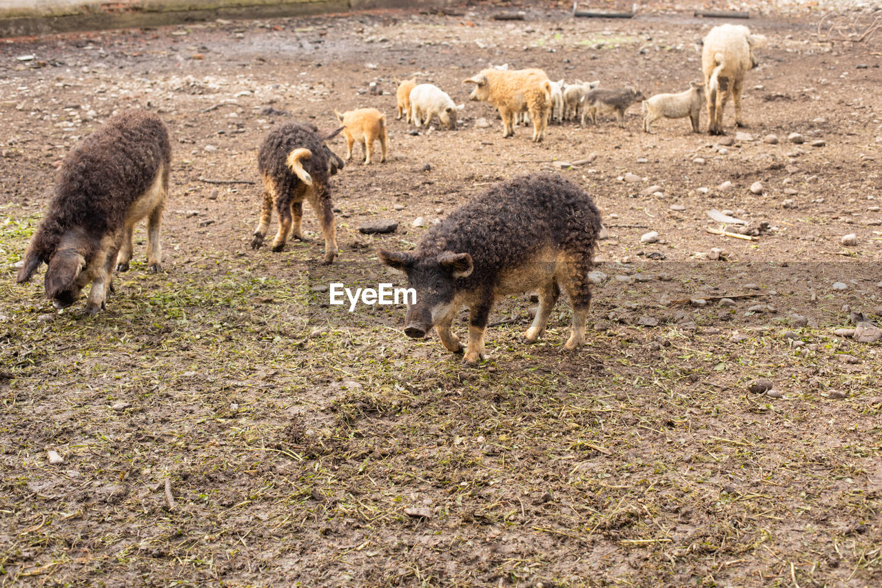 SHEEP GRAZING IN THE FIELD