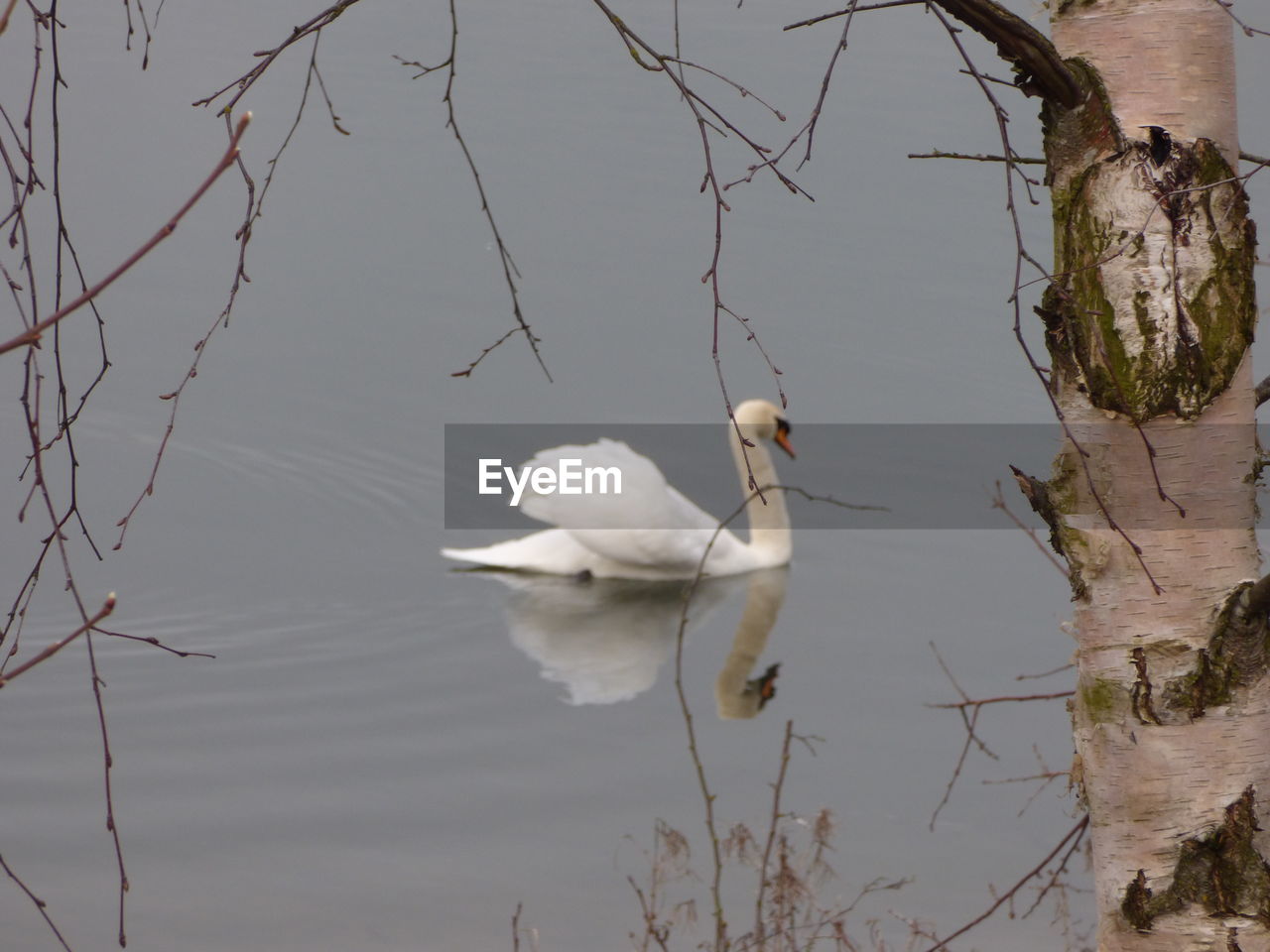 CLOSE-UP OF SWANS IN LAKE