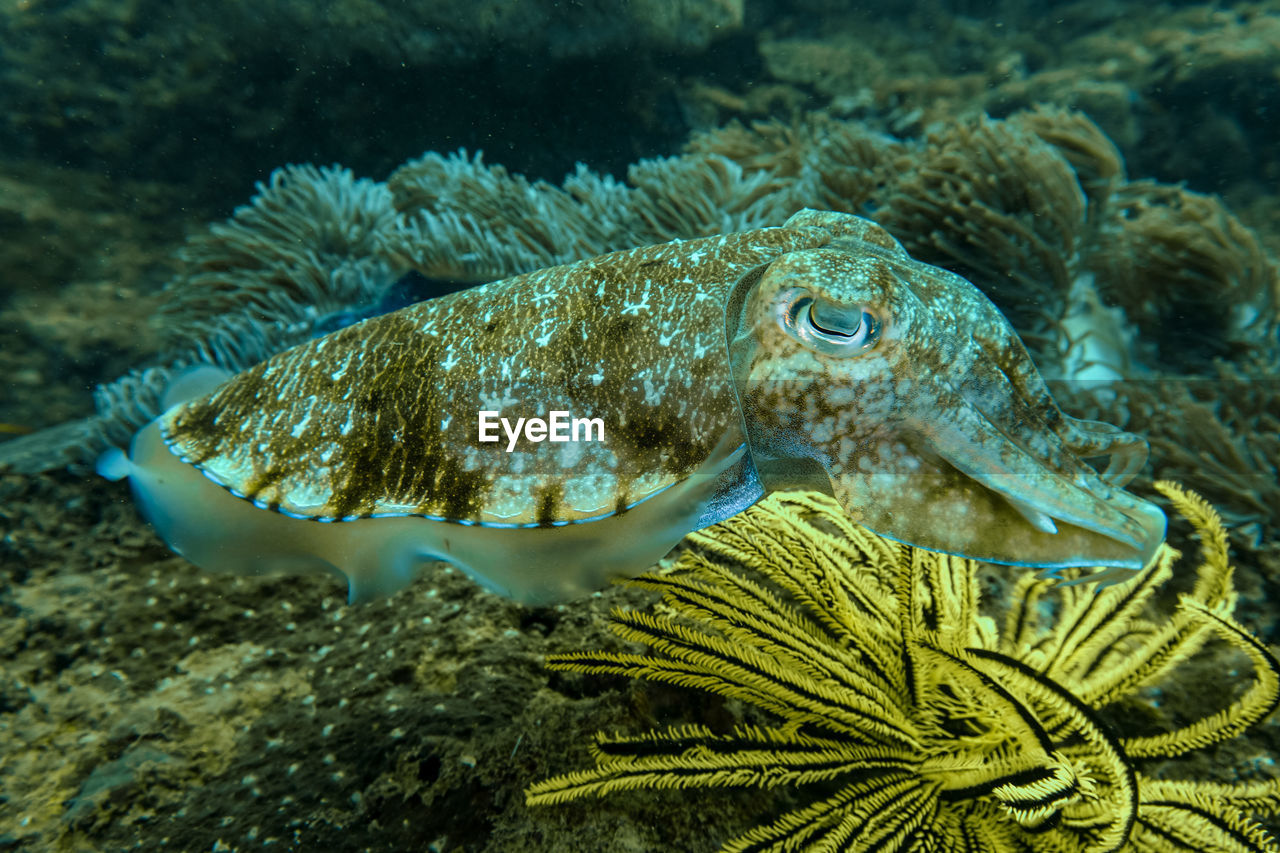 Close-up of cuttlefish swimming in sea