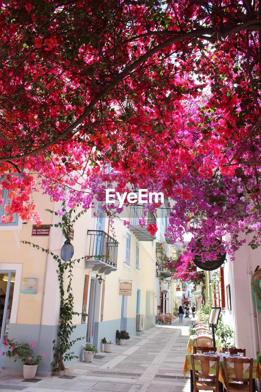 View of trees in city