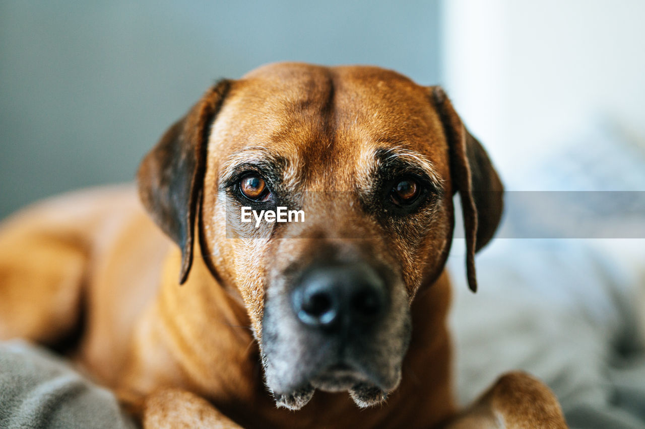 Close-up portrait of dog relaxing at home