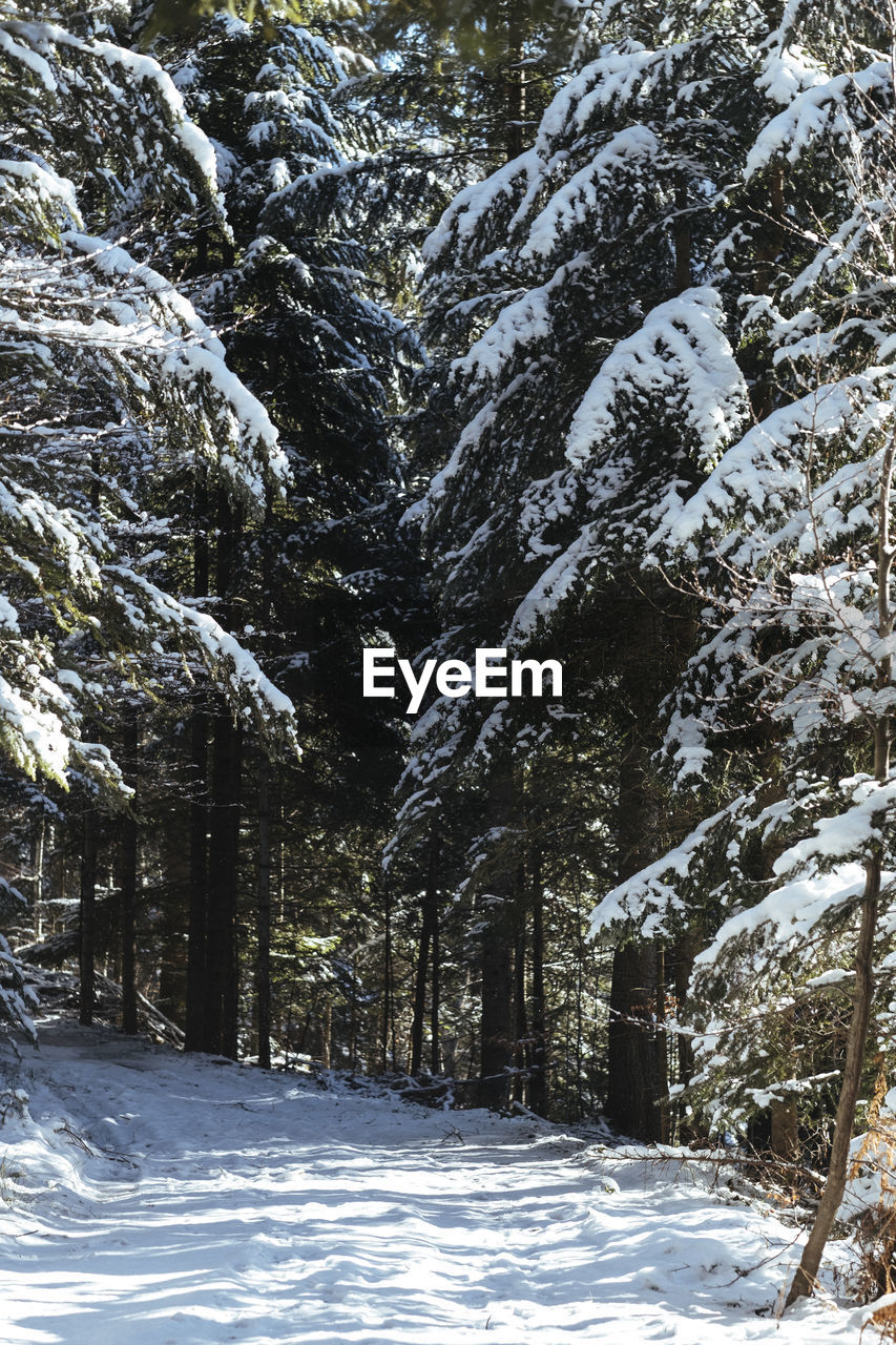 Snow covered trees in forest