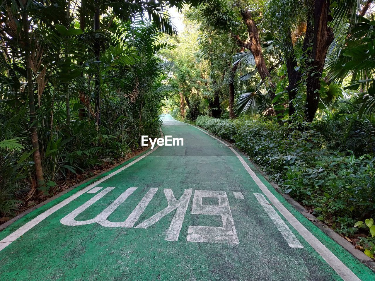 Road amidst trees in city