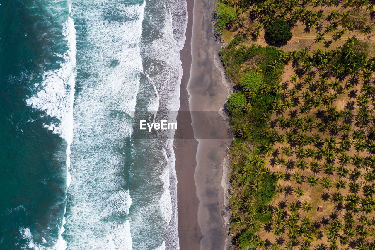 Aerial view of trees by sea