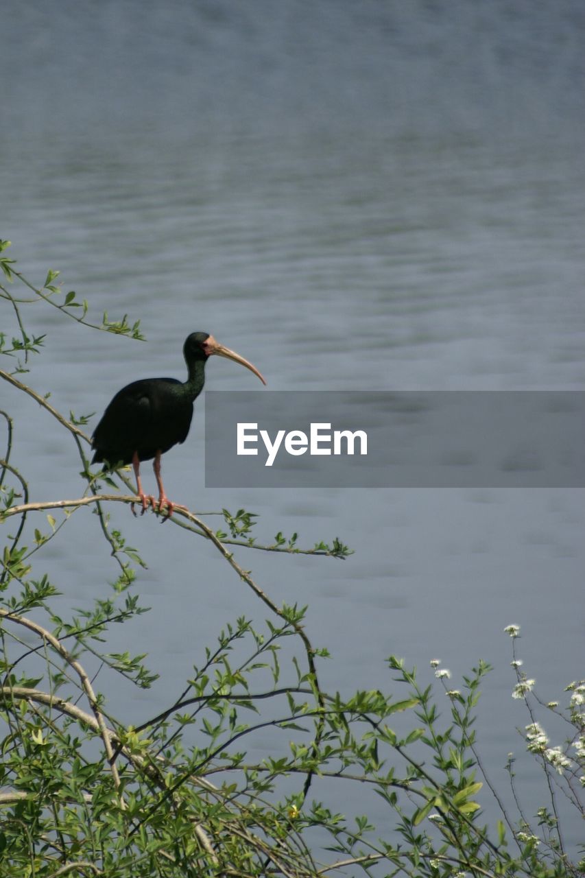 Black bird perching on branch