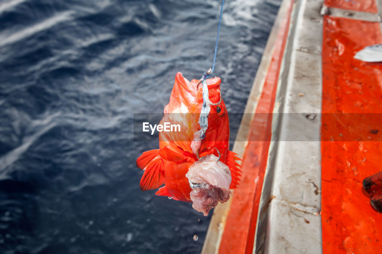 Close-up of orange fishing hook