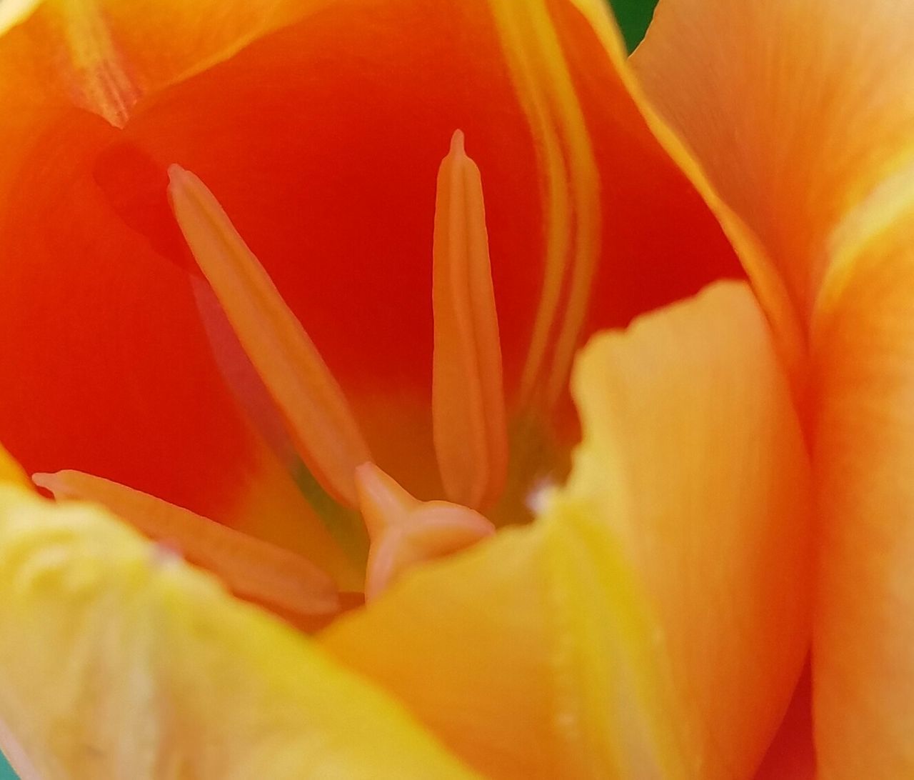 CLOSE-UP OF ORANGE FLOWER