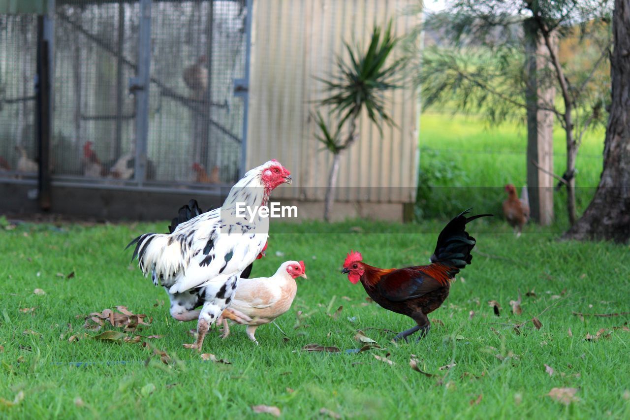 Chickens foraging on green grass