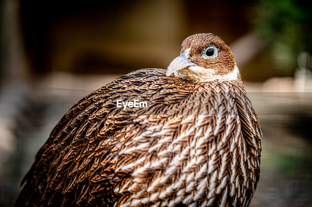 One female lady amherst's pheasant. portrait of chrysolophus amherstiae. beauty in nature.