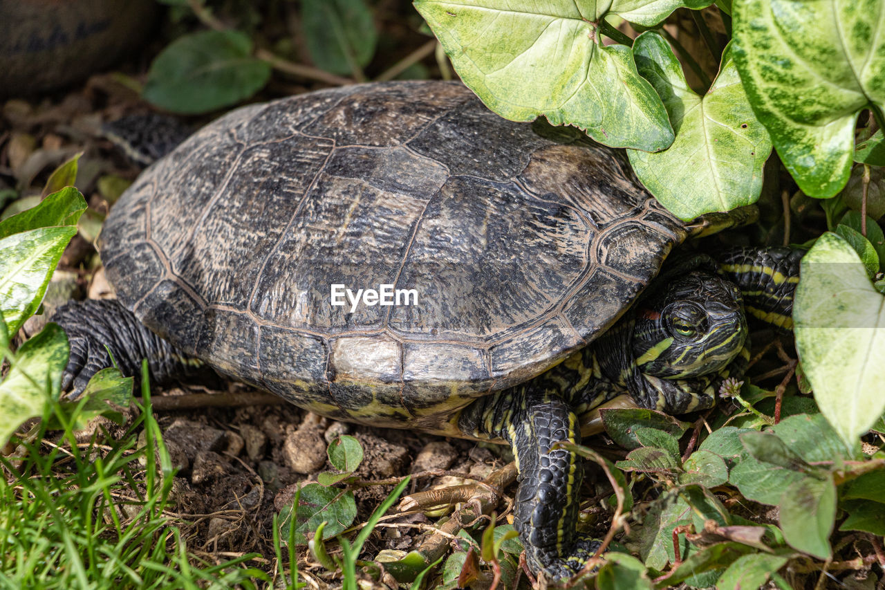 high angle view of turtle on field