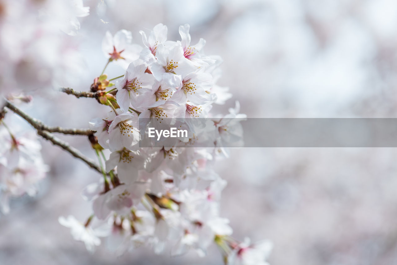 Close-up of white cherry blossom tree