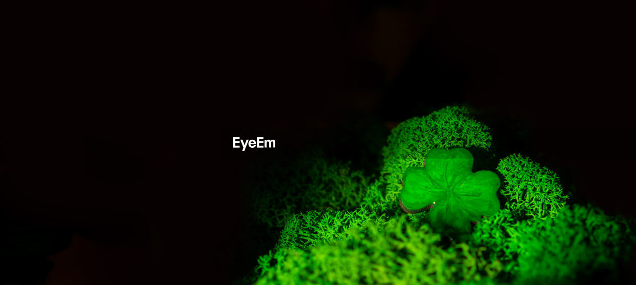 green, macro photography, black background, no people, animal, animal themes, copy space, studio shot, animal wildlife, darkness, indoors, nature, close-up, light, plant, one animal, leaf, dark, wildlife, night, broccoli