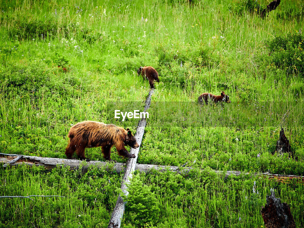 Female bear with cubs foraging of food at yellowstone national park.