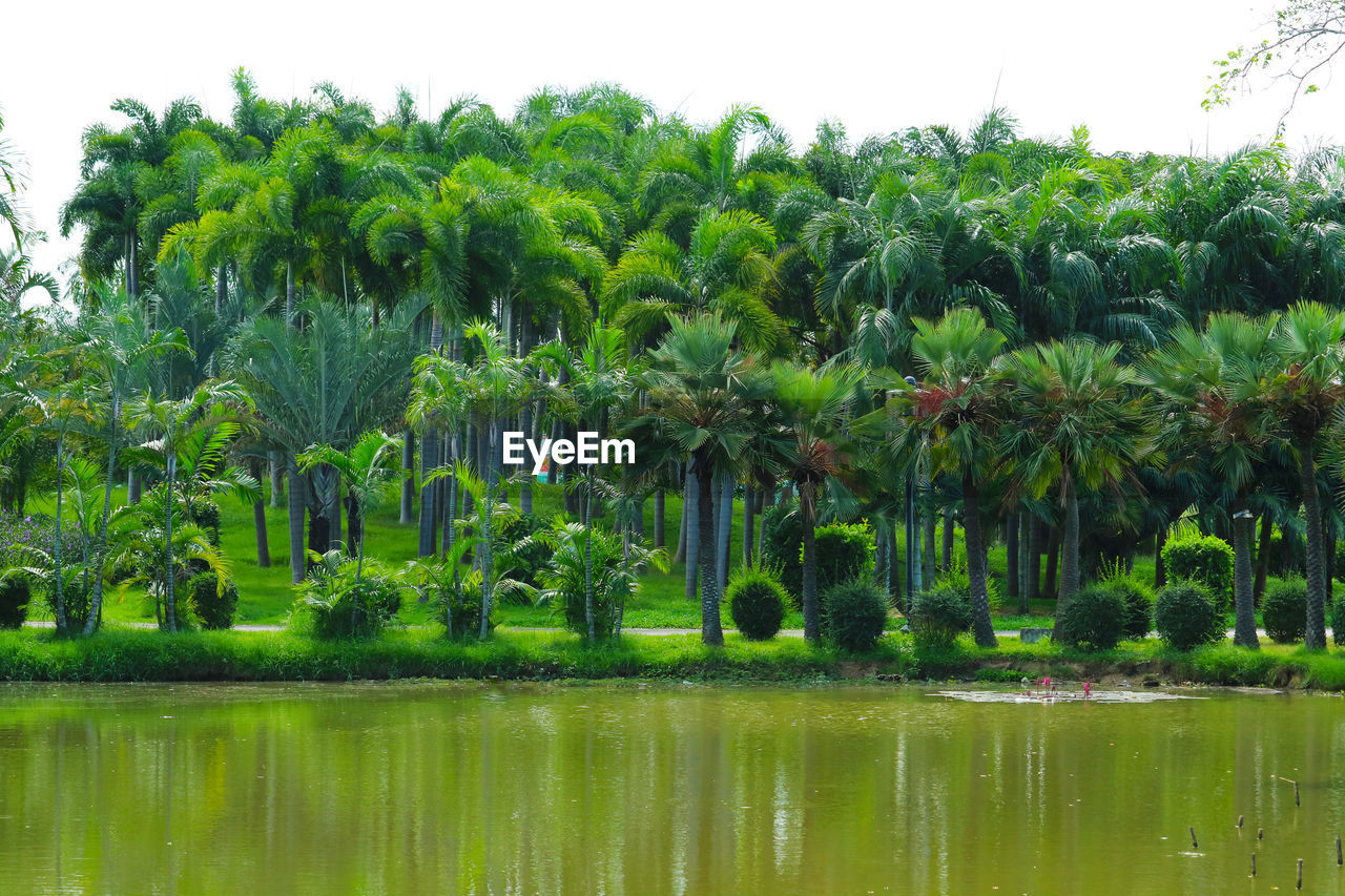 SCENIC VIEW OF PALM TREES BY LAKE