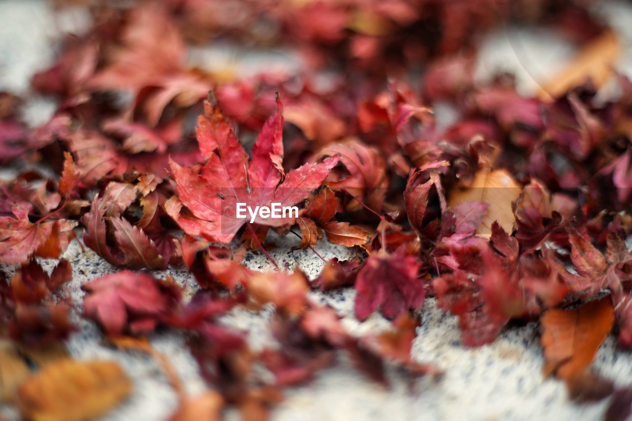 Close-up of dry maple leaves