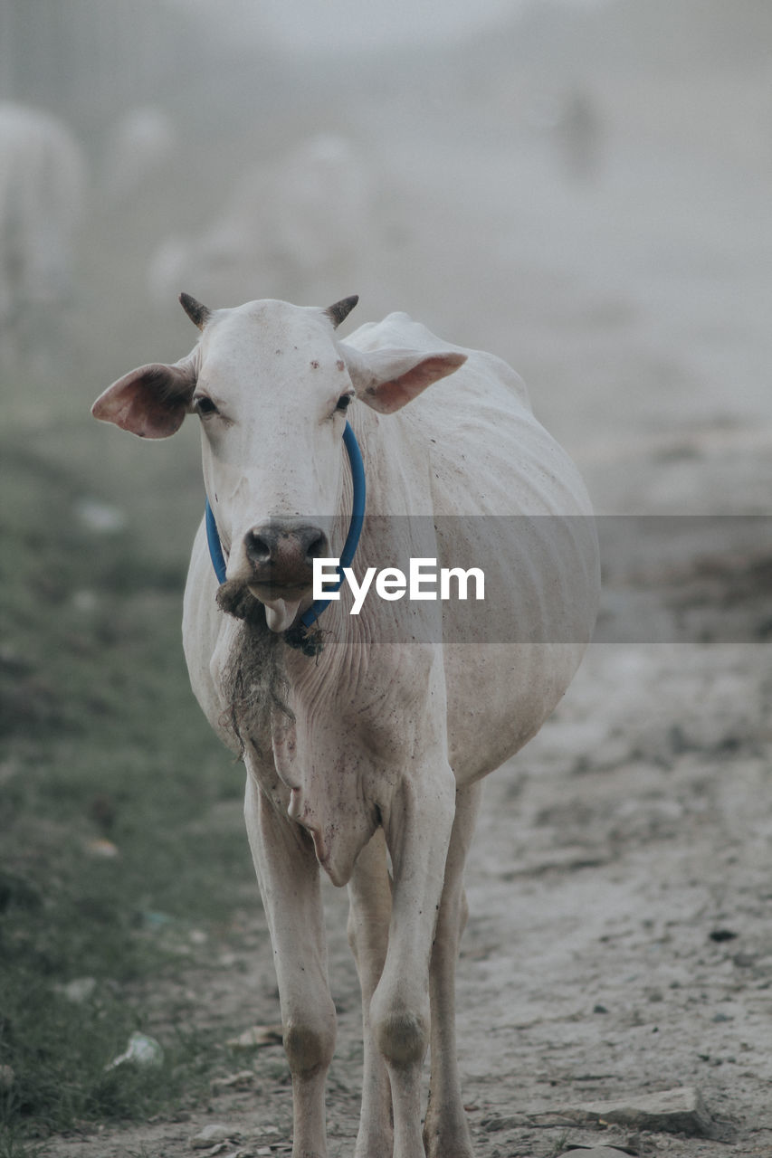 PORTRAIT OF A HORSE
