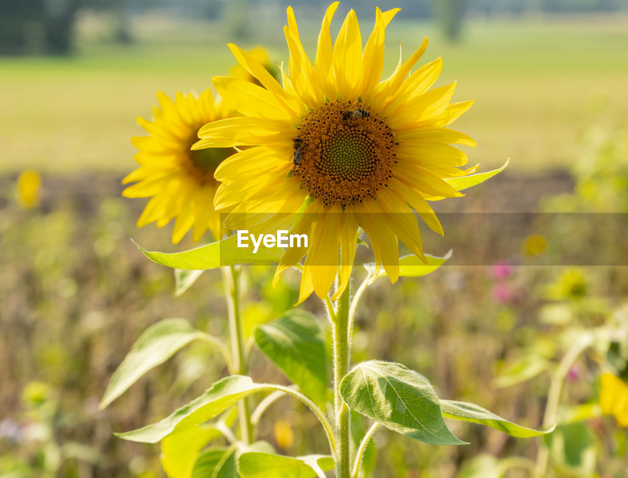 Flower strips with sunflowers on the edges of fields are intended to attract bees and insects