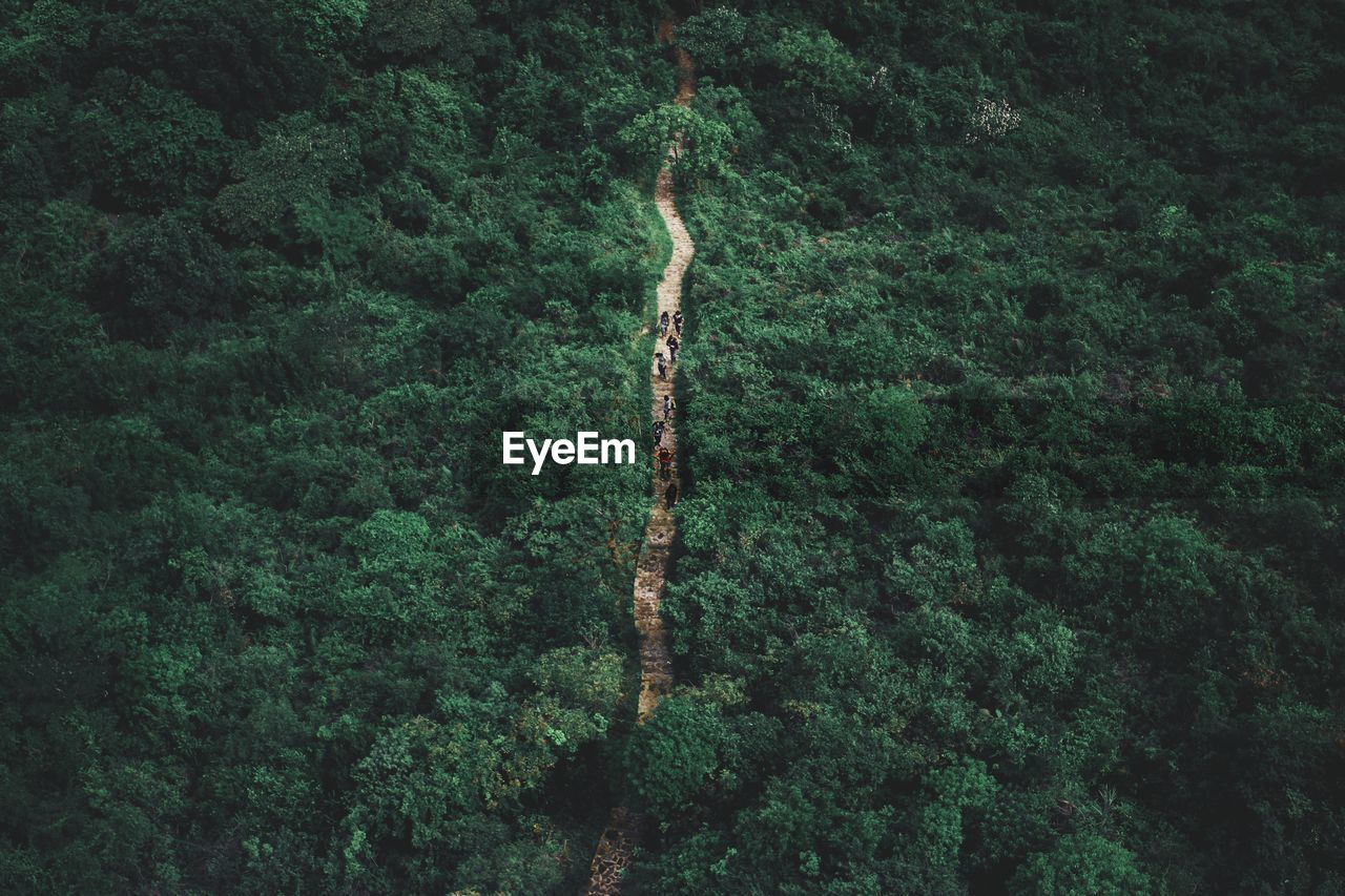 Aerial view of people amidst trees in forest