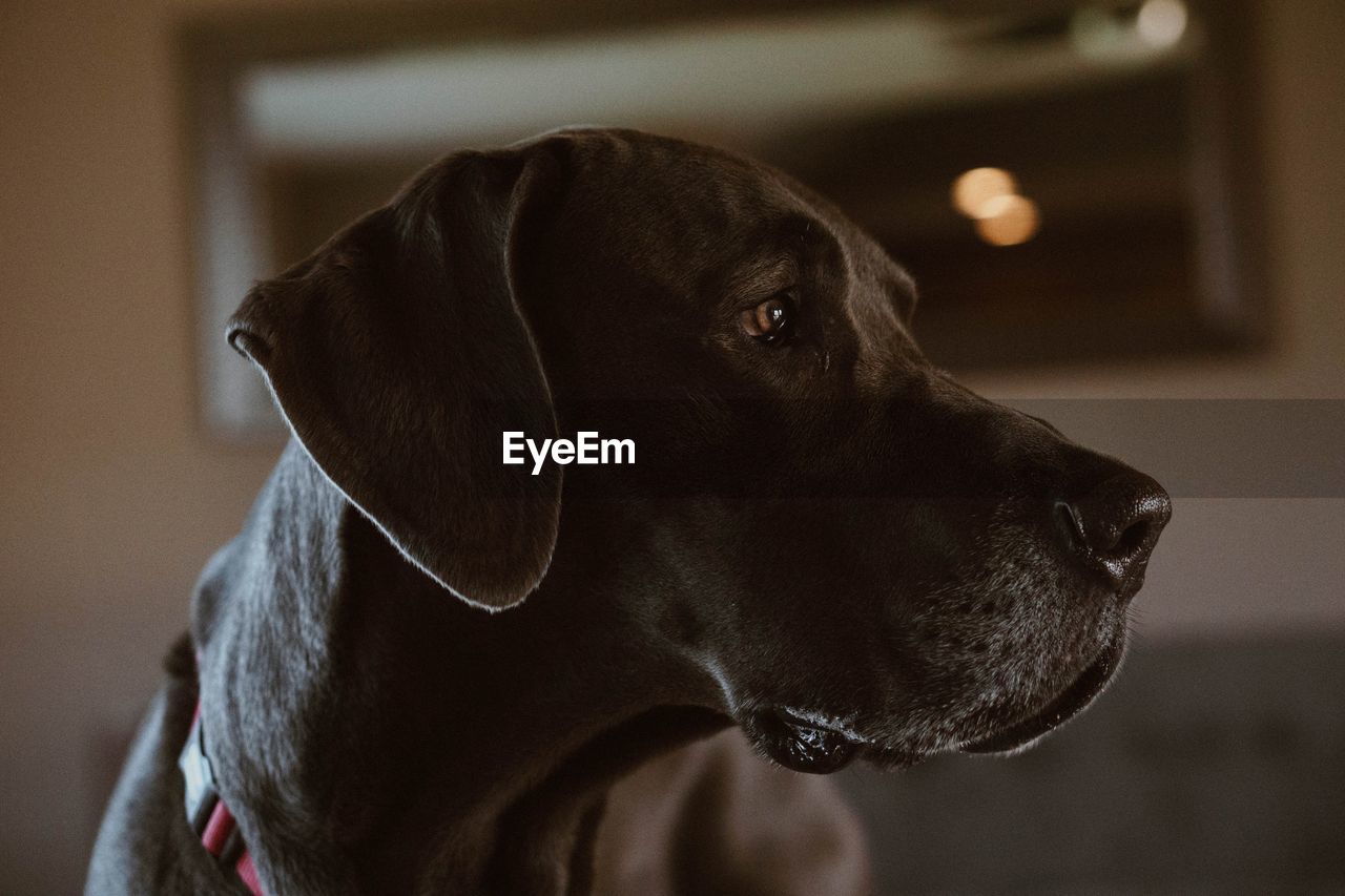 Close-up of dog looking away at home