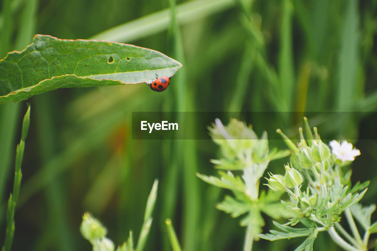 CLOSE-UP OF GRASSHOPPER ON LEAF