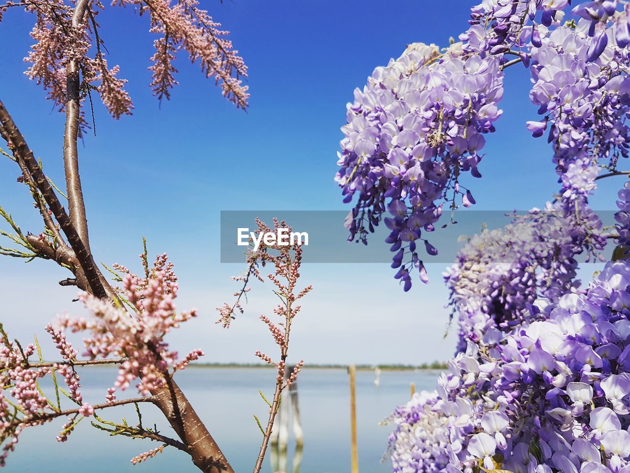 LOW ANGLE VIEW OF FLOWERS BLOOMING ON TREE