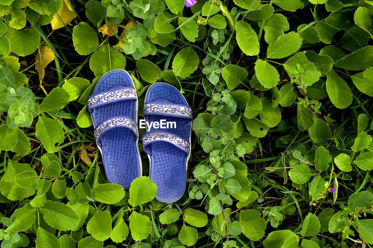 CLOSE-UP OF SHOES GROWING ON PLANT