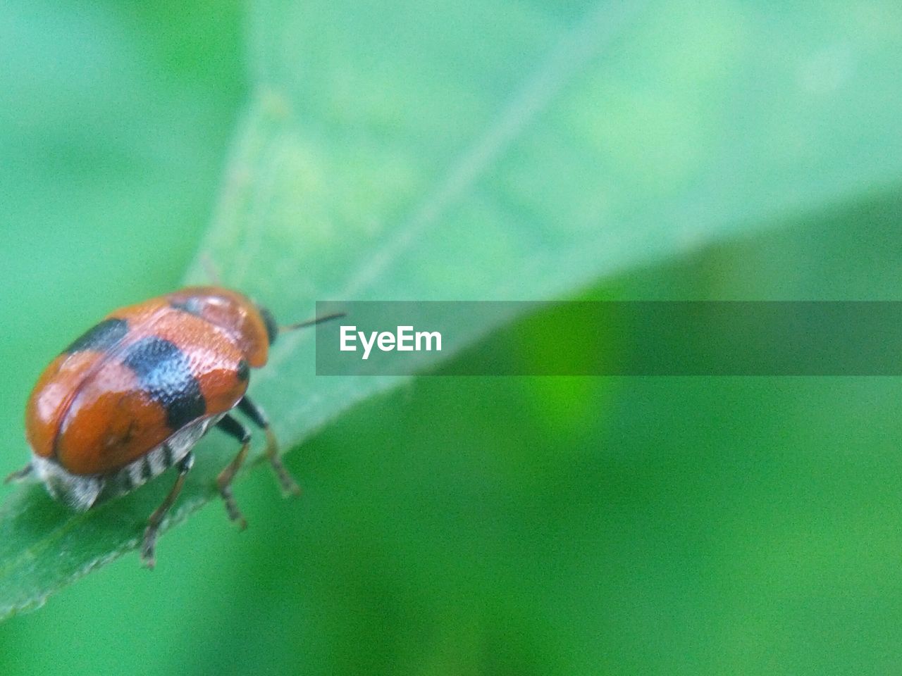 Close-up of ladybug on leaf