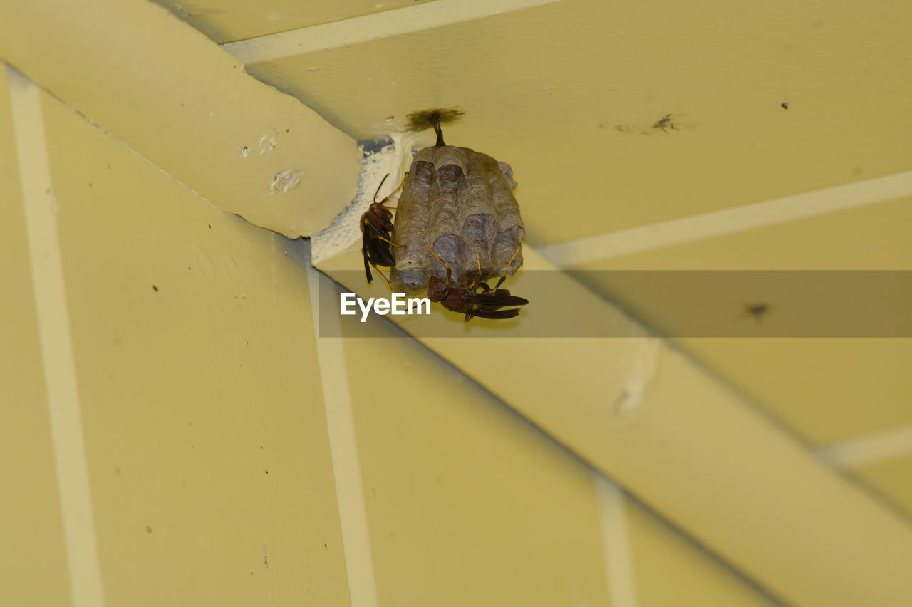 yellow, animal themes, animal, animal wildlife, insect, wildlife, one animal, no people, ceiling, wing, arachnid, close-up, low angle view, animal wing, animal body part, wall - building feature, day, room, outdoors, spider, architecture, nature
