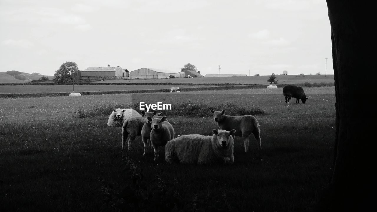 Cows grazing on field against sky