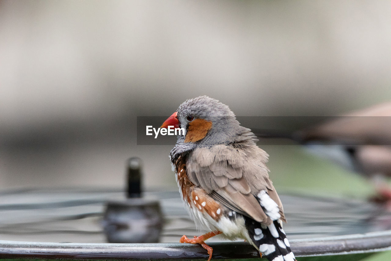 Male zebra finch bird taeniopygia guttata on the edge of a bird bath in australia