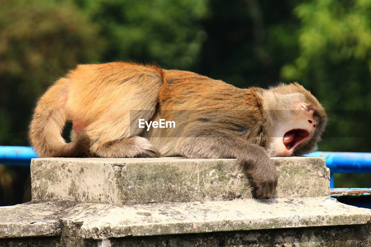 Monkey resting on retaining wall at forest