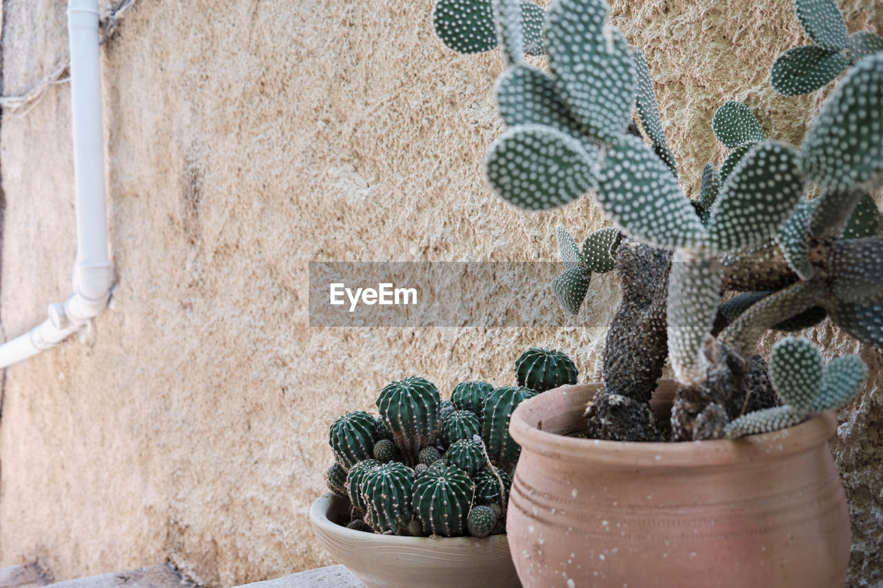 Close-up of cactus plant in pot in the street on top of stairs with a draining pipe on the wall 